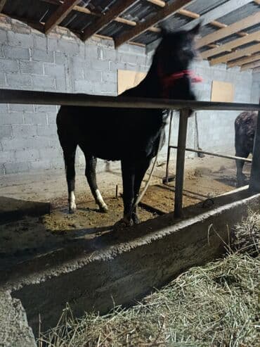 корм токмок: Сатам | Бээ (ургаачы) — 2