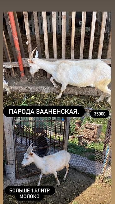 Животные: Продаю | Коза (самка) | Для молока | Для разведения — 2