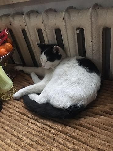 где продают собак: 1 год, Девочка — 6