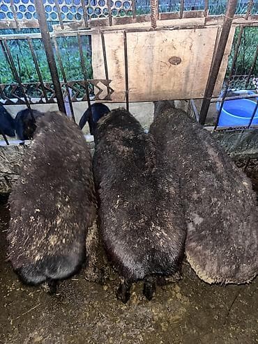 Продаю | Баран (самец) | На забой, Для разведения | Матка