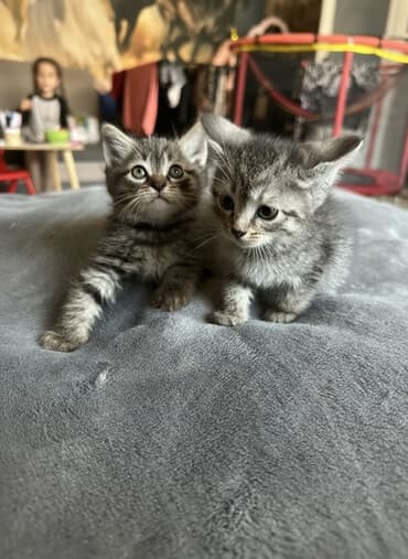 хочу купить кошку: Кошка даром: Британская короткошёрстная, 1 месяц, Мальчик, Метис — 1