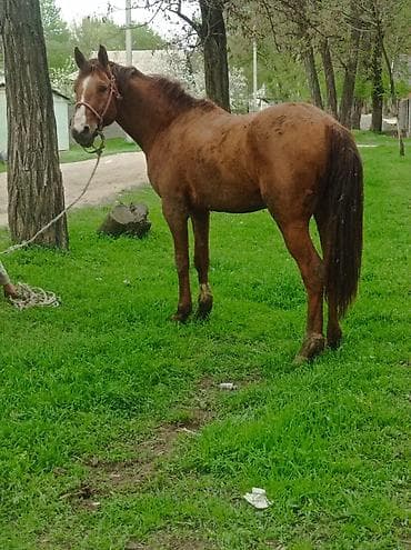 Продаю | Конь (самец) | Дончак