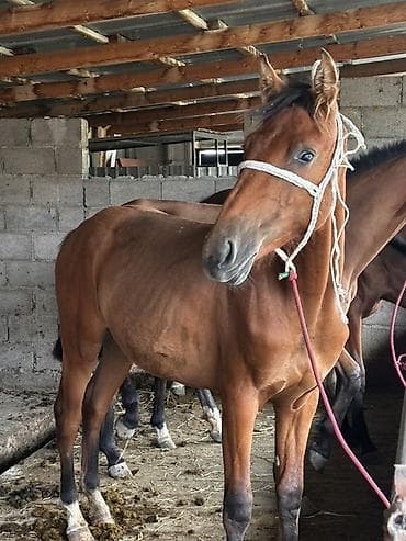Үй жаныбарлары: Сатам | Жылкы (эркек) | Көбөйтүү үчүн — 1