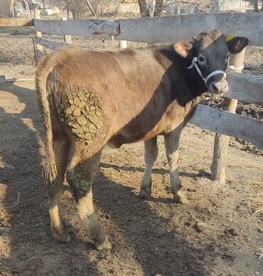 купить собаку доберман в бишкеке: Продаю | Тёлка | Алатауская — 3