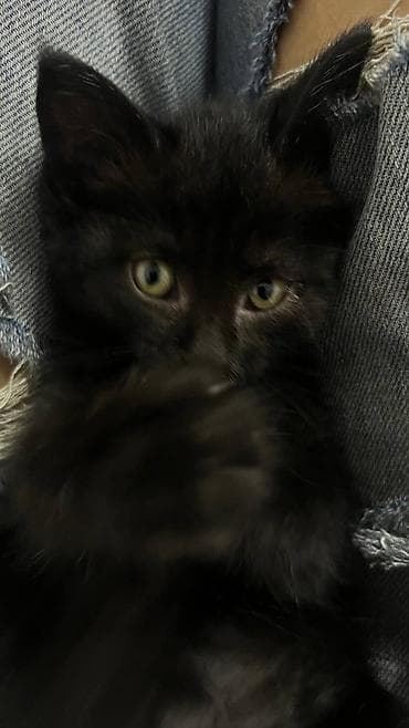 рыжая кошка: Кошка даром: Беспородная, 2 месяца, Девочка, Приучена к лотку — 6