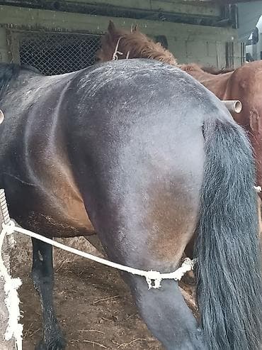 продаю коня: Продаю | Жеребец | Рабочий — 2