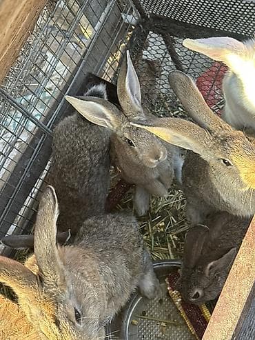 козулар ягнята: Продаю | Крольчата | Серый великан | Для разведения | Племенные — 4