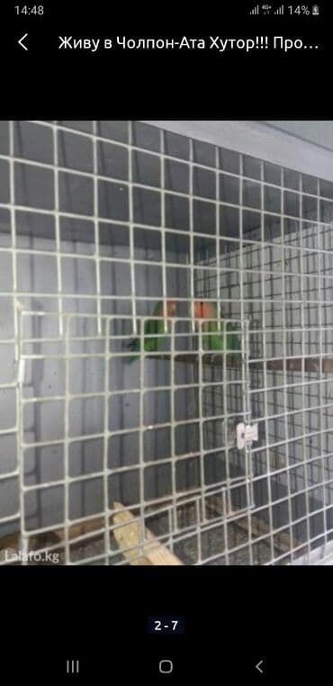 дома на продажу в бишкеке: Чолпон-Ата Хутор! Продаю волнистых попугаев, корм — 6
