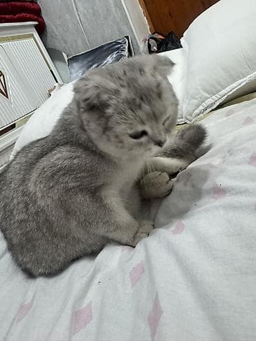 купить котенка шиншилла: Шотландская вислоухая кошка (Scottish Fold)

Отдам даром — 2