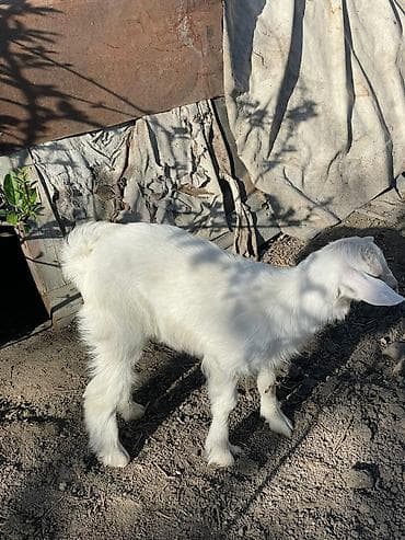 гиссар кой: Продаю | Козлёнок | Для молока — 5