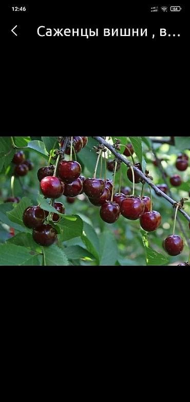 ана бала: Вишня Самовывоз, Платная доставка — 1