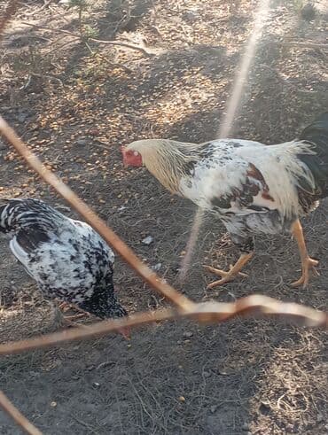 собака доберман сколько стоит: Продаю | Куры | Домашняя | Для разведения — 8