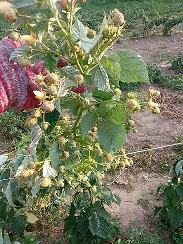 рыбы купить: Малина ремонтантная (сорт — 7