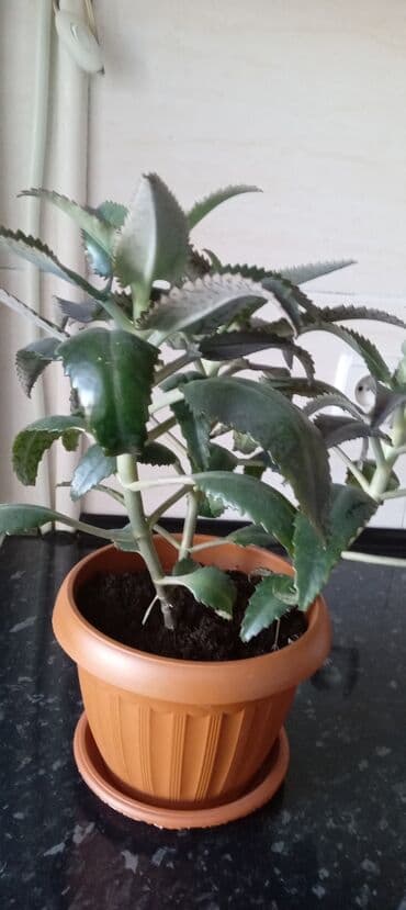 люцерна джеа в кыргызстане: Каланхоэ. Цена зависит от размера растения — 2