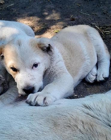 Иттер сатылат: Щенки среднеазиатской овчарки (Алабай) - Порода: среднеазиатская — 3