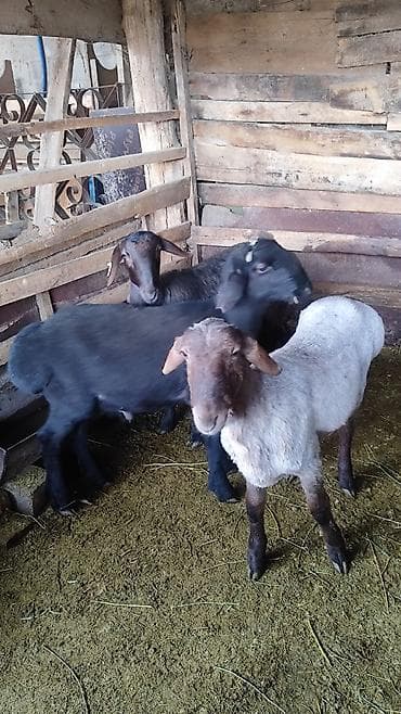 баран живой: Продаю | Овца (самка) | Эдильбаевская | На забой | Ярка — 1