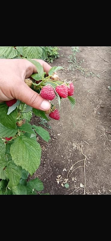 красная рыба: Рассада малина Сорт Полана долго урожайность до холодов Цена — 1