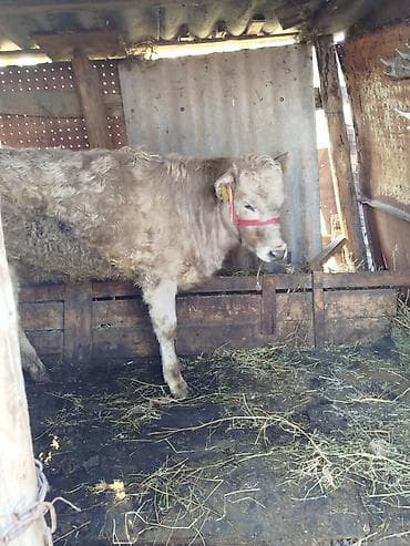 жеребец кроет кобыл: Продаю | Тёлка | Полукровка | На откорм | Привязанные — 4