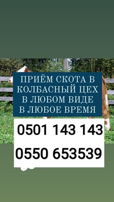 отдам даром щенка ротвейлера: Куплю | Коровы, быки, Лошади, кони, Другие с/х животные | Круглосуточно, Любое состояние, Забитый — 1