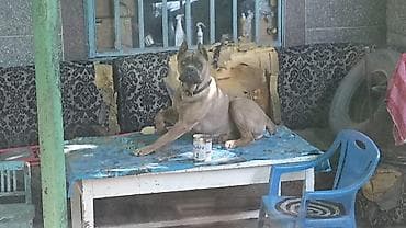 став собака: Кане-корсо, 4 года, Самец, С прививкой — 3