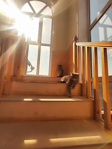 vostok 5: Сдается на длительный срок в г. Джалал -Абад, ( Манас),Просторный — 9