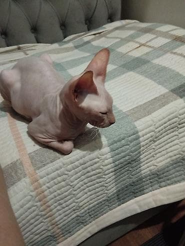 мейн кун кошки: Ищем кота для вязки (донской Браш)нужен — 1