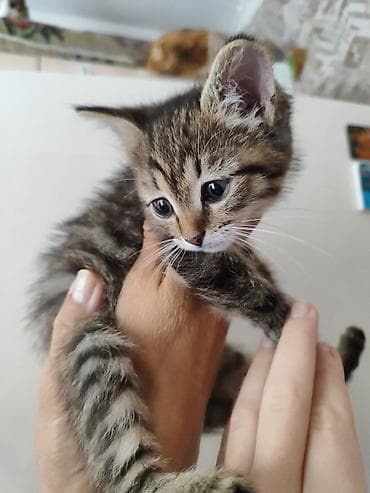 котёнок в добрые руки: Котёнок тигрового окраса - Полосатый короткошёрстный котёнок с белой — 4