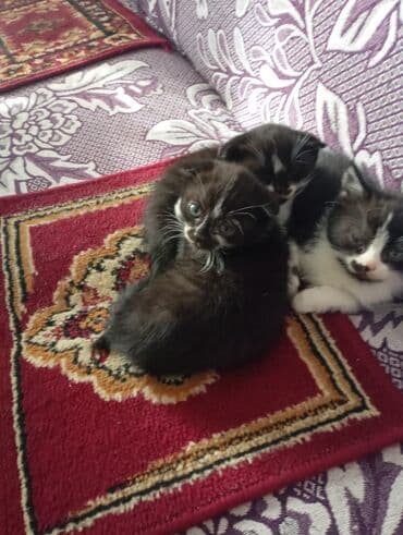 котята мейкун: Котята черно-белого окраса с яркими белыми отметинами и — 8