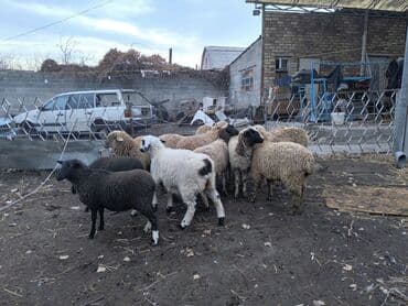 куда отдать собаку бишкек: Продаю | Ягненок | Меринос, Романовская, Полукровка | На забой, Для разведения, Для шерсти | Кастрированные, Ярка — 3