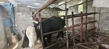 самец: Продаю | Бык (самец) — 5