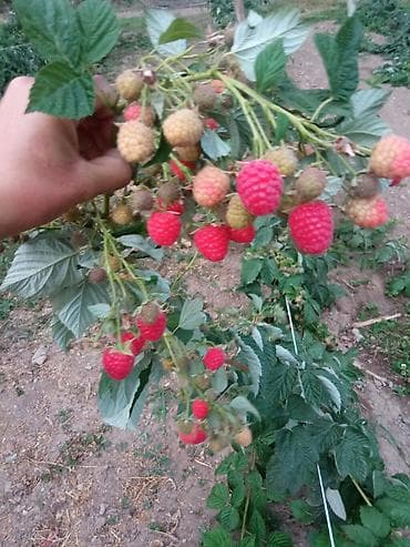 рыбы купить: Малина ремонтантная (сорт — 5