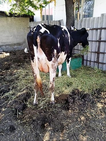 карова с телёнком: Продаю | Корова (самка) | Для молока — 3