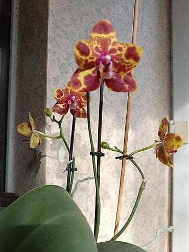Комнатные растения: Продам сортовую орхидею Green World Snake Sceen домашняя — 1
