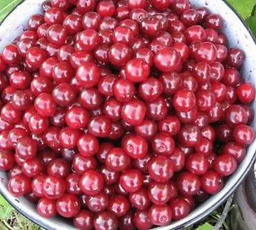 мясо бык: Вишня — 1