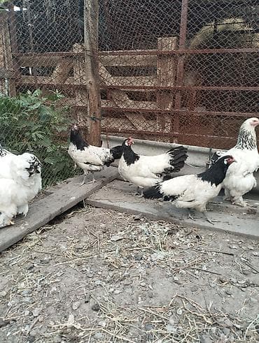 кой кыркам: Продаю | Куры | Полубрама, Домашняя | Несушки — 8
