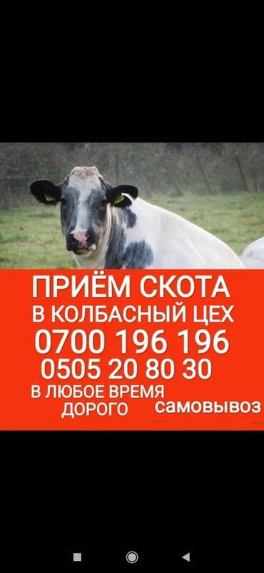 Куплю | Коровы, быки, Лошади, кони, Другие с/х животные | Круглосуточно, Любое состояние, Забитый