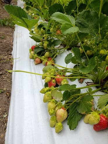 насос для повышения давления воды бишкек: Голландиядан келген фриго кулпунай көчөттөр - сиздин багыңыз үчүн — 18