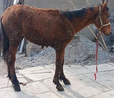 4 5мм: Сатам | Бээ (ургаачы) | Жумушка — 2