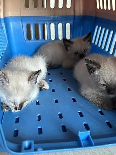 cat sofa: Сиамская, 1 месяц, Девочка, Белый, Приучена к лотку — 3