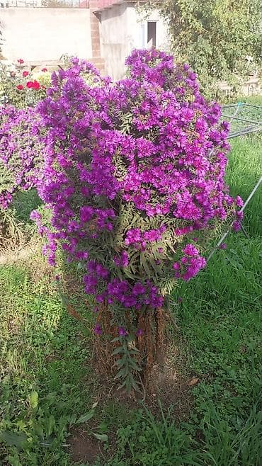 лаванда: Саженцы цветка: Гибискусы садовые — 5