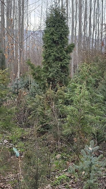 Саженцы хвойных пород для озеленения туя колоновидная каштан дуб