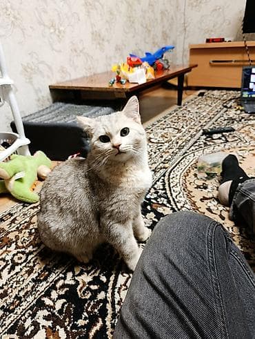 шотландская кошка прямоухая: Британская короткошёрстная, 1 месяц, Мальчик, Серебристая шиншилла, Проглистована — 4