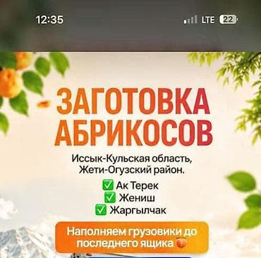 каракол белый: Абрикосы Оптом — 1