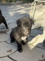 купить охотничью собаку дратхаар: Пристраиваем щенков в хорошие добрые руки. Метис, короткошёрстный — 10