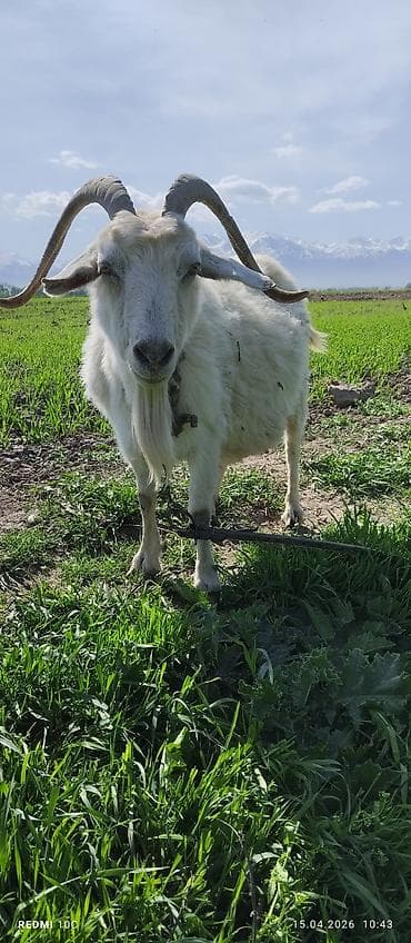 телята музо: Продаю | Коза (самка) | Полукровка | Для молока | Котные — 6