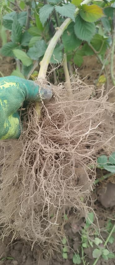 Саженцы ежевики ОКС, ЗКС (корнесобственные) - Тип: плодовый