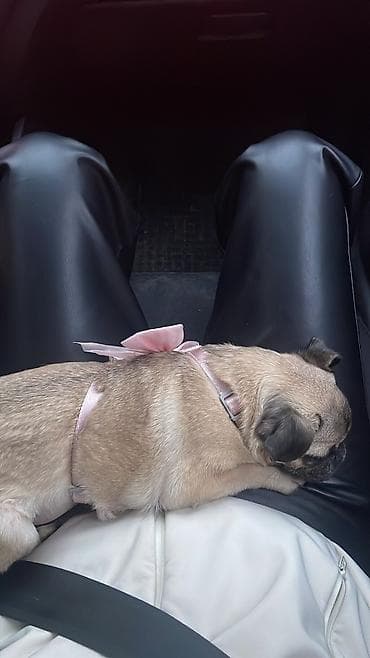 кошка рэгдолл: Мопс, 4 месяца, Самка — 4