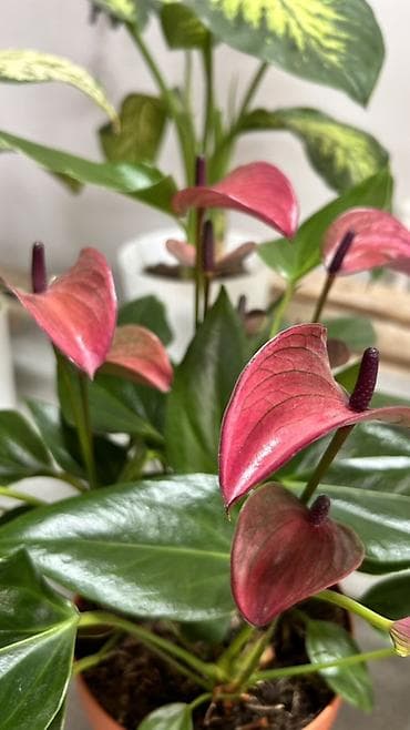 антуриум: Антуриум (Anthurium) — комнатное декоративно-цветущее растение с — 4