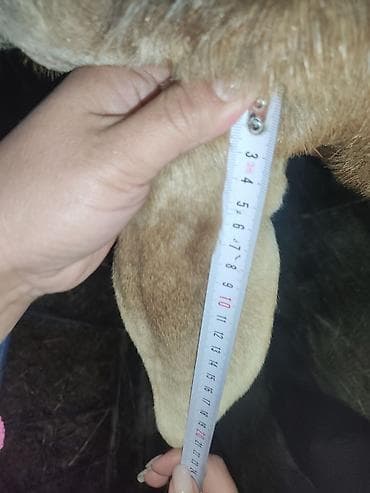 сколько стоит шиншилла маленькая: Продаю | Баран (самец) | Арашан | Для разведения — 7