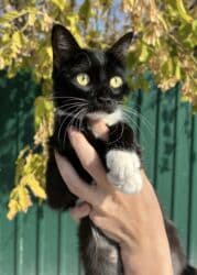 американская енотовая кошка: Кошка даром: Беспородная, 1 год, Девочка, Кастрирована, Приучена к лотку, Проглистована — 2